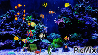 poissons animovaný GIF