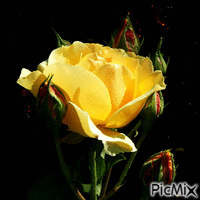 rosa animirani GIF