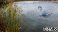 А белый лебедь на пруду... - 無料のアニメーション GIF