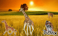 girafes tigres GIF animasi