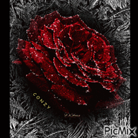 Rosa roja geanimeerde GIF