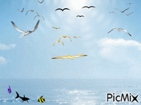 ocean - Безплатен анимиран GIF