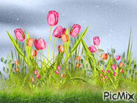 Tulips and snow - GIF animé gratuit