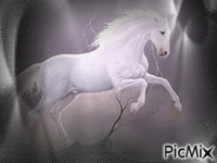 cheval - Безплатен анимиран GIF