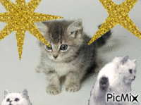 le chats - Δωρεάν κινούμενο GIF