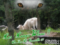 Les  loups  du zoo d'Amnéville 57 - Free animated GIF