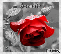 rose rouge - Free animated GIF
