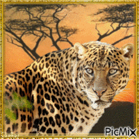 La beauté du tigre - GIF animado gratis