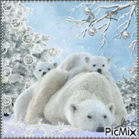Famille d'ours blancs.