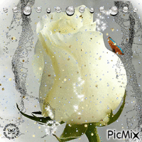 Fehér rózsa - Zdarma animovaný GIF