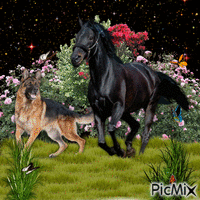 Paard met hond GIF animado