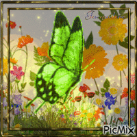 joli papillon - Безплатен анимиран GIF