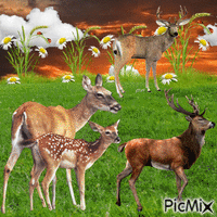 Deer animovaný GIF