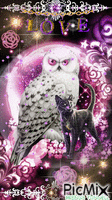 OWL Animated GIF