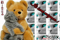 Chat et petit ours - GIF animé gratuit