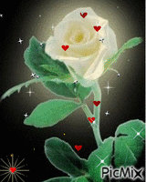 Roses - 無料のアニメーション GIF
