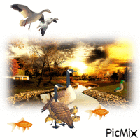 Geese In The Midst GIF animado