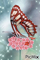fluture - GIF animé gratuit