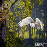 owl анимиран GIF