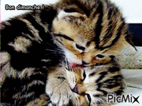Les chats animovaný GIF