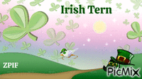 Irish Tern - GIF animado gratis
