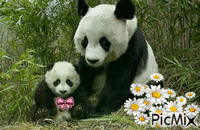 famille pandas animovaný GIF