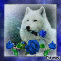 loup et roses Animated GIF
