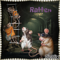 Ratten GIF animata