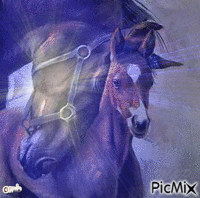 caballos - Zdarma animovaný GIF