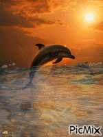 Delfines animovaný GIF