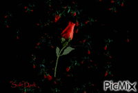 roses GIF animata