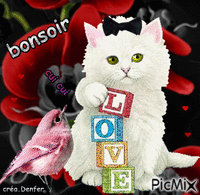 chat bonsoir - GIF animado gratis