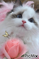 chat mignon - Ilmainen animoitu GIF