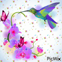 colibri - GIF animasi gratis
