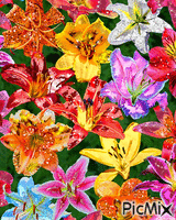 kvety анимирани ГИФ