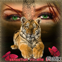 sensation visuelle BB