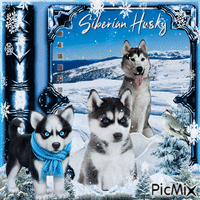Siberian Husky in Blue - GIF animado gratis