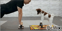 Clevel dog GIF animata