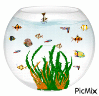 Moje rybki - GIF animé gratuit