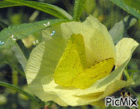 FLOWER2 - Besplatni animirani GIF