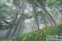 Foggy Forest animowany gif