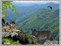 Concours  Loup et forêt GIF animé