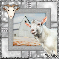 {{White Goat}} animovaný GIF