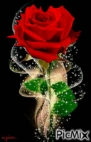 rose rouge animée