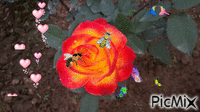 Rosa animovaný GIF