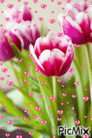 Tulpen - 無料のアニメーション GIF