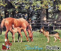 cheval et son poulain , chien loup Animated GIF