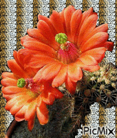 cactus - Ilmainen animoitu GIF