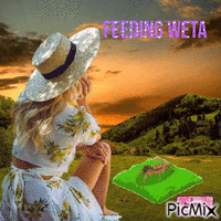 Feeding Weta - GIF animate gratis