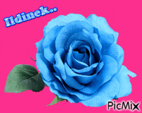 Kék rózsa02 - GIF animate gratis